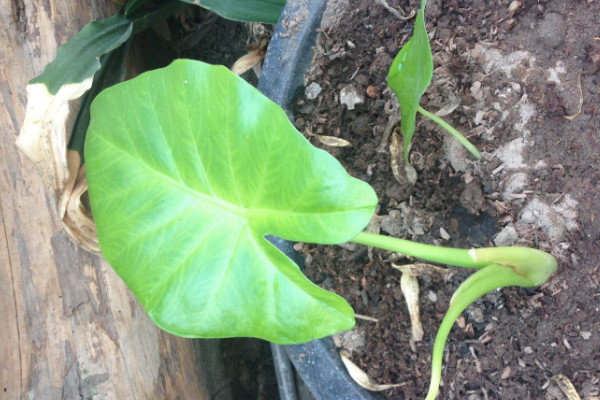 滴水觀(guān)音有多少個(gè)品種