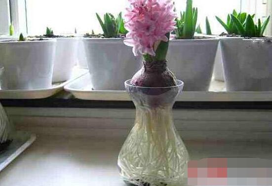 冬天能水培風信子么，可以/保持溫暖環(huán)境、注意水溫