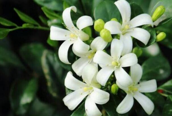 九里香的養(yǎng)殖方法和修剪，光照土壤要嚴(yán)控