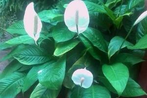 一帆風(fēng)順用什么肥料，一帆風(fēng)順施什么肥好