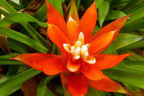 鴻運(yùn)當(dāng)頭不開花怎么辦