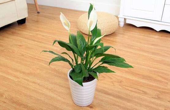 一帆風(fēng)順多久澆一次水，做到不干不澆、澆則澆透原則