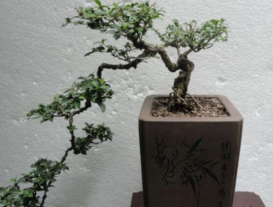 六月雪盆栽的寓意，寓意著守望愛情、不可缺的配角