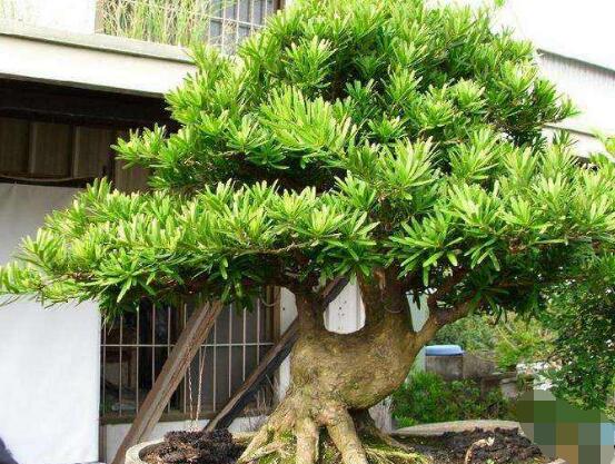 羅漢松怎么修剪，羅漢松修剪方法