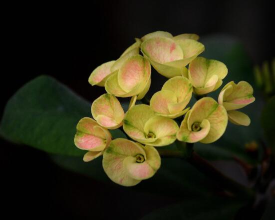 虎刺梅掉葉子怎么辦，四種原因以及解決方法