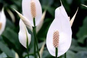 一帆風(fēng)順花語(yǔ)是什么，一帆風(fēng)順開(kāi)花的寓意