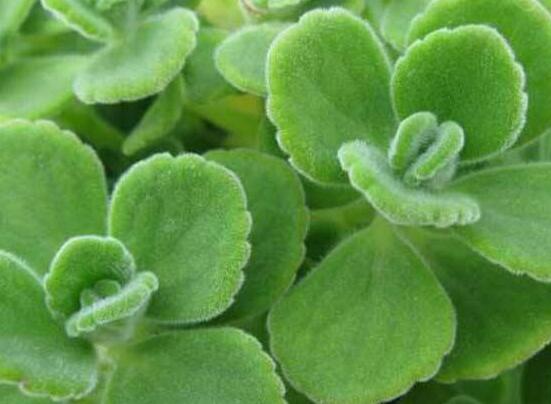 碰碰香爛根處理方法，老農(nóng)總結(jié)兩種最簡單有效措施(輕度與重度)