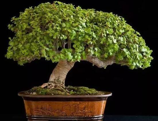 玉樹怎么修剪，玉樹的修剪方法圖解