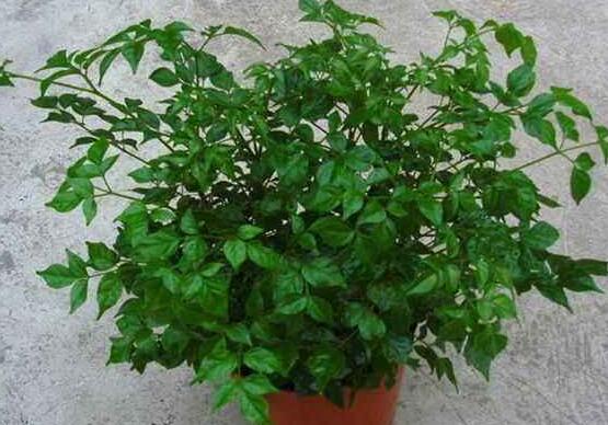 幸福樹葉子一碰就掉，教你四種原因以及解決方法