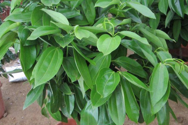 平安樹葉子下垂怎么辦，做好排水工作處理爛根