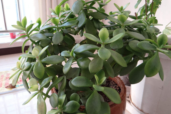 玉樹(shù)能曬太陽(yáng)嗎