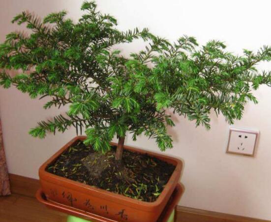 紅豆杉適合擺放在哪里，盤(pán)點(diǎn)風(fēng)水最好的五個(gè)位置