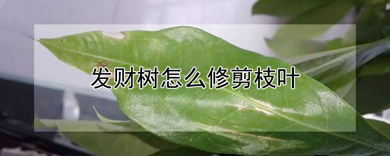 發(fā)財(cái)樹怎么修剪枝葉