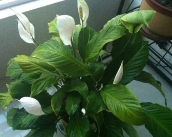 一帆風(fēng)順澆什么水好，澆淘米水、池塘水使枝葉青翠碧綠