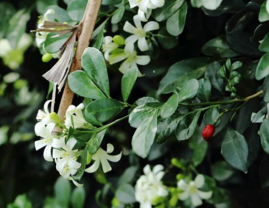 九里香盆景修剪，老農(nóng)總結(jié)四大基本步驟(摘心/摘芽/修枝/摘葉)