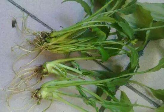 一帆風順為什么會爛根，一帆風順爛根了怎么辦