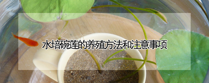 水培碗蓮的養(yǎng)殖方法和注意事項(xiàng)