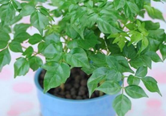 幸福樹(shù)的養(yǎng)殖方法，老農(nóng)教你八大基本養(yǎng)殖方法