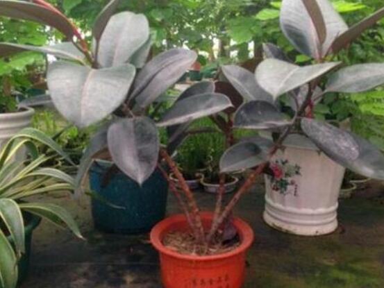 橡皮樹(shù)葉子打卷怎么辦，保持光照充足、溫度合理、忌積水