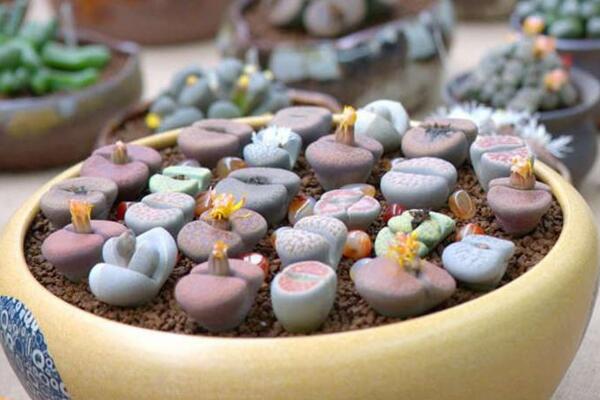 生石花怎么種，春季是生石花播種最佳時期