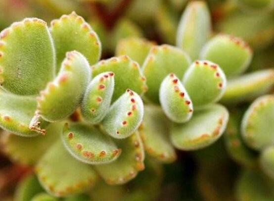 熊童子有毒嗎，無毒/驅除蚊蟲、美化環(huán)境