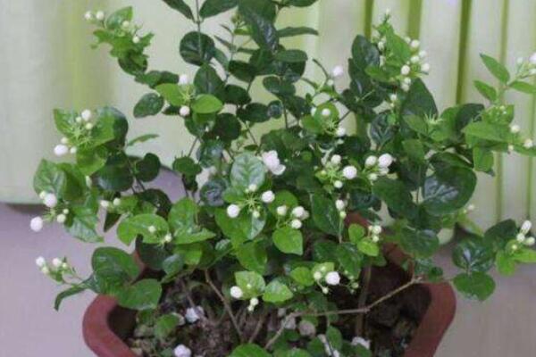 催茉莉開(kāi)花用什么藥