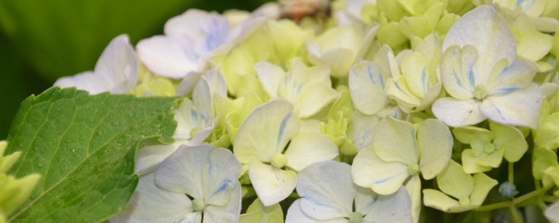 天竺葵和繡球花的區(qū)別