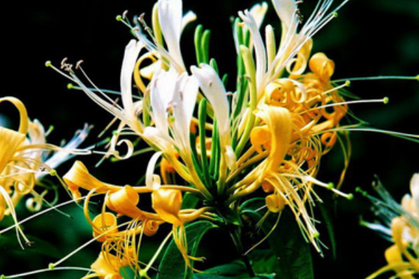 金銀花什么時(shí)候開花