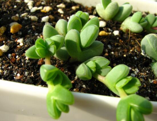 碧玉蓮葉子發(fā)黃變軟怎么辦，教你四種原因以及解決辦法