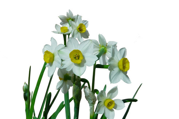 水仙出花苞到開花要多長(zhǎng)時(shí)間