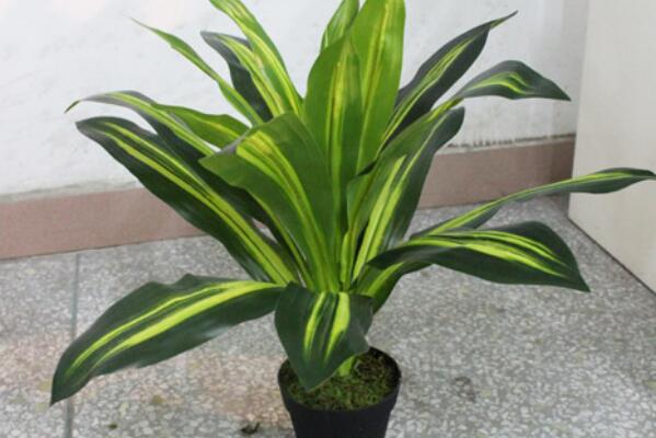 中華萬年青的養(yǎng)殖方法和注意事項：控制溫度合理施肥