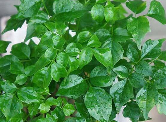 幸福樹(shù)的寓意，象征著家庭和美，幸?？鞓?lè)