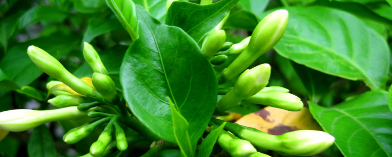 梔子花葉蔫了補(bǔ)救妙招