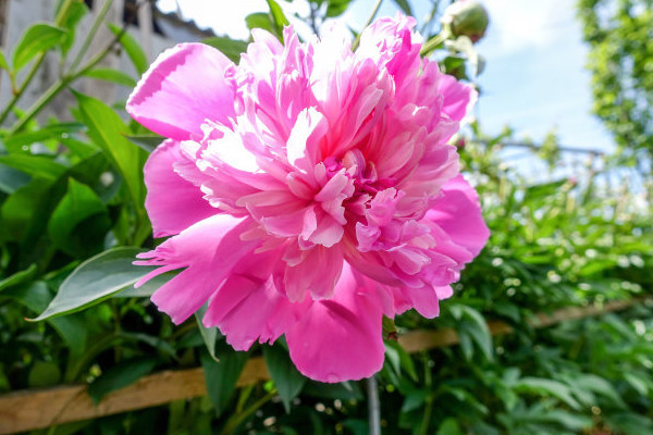 牡丹什么時候開花季節(jié)