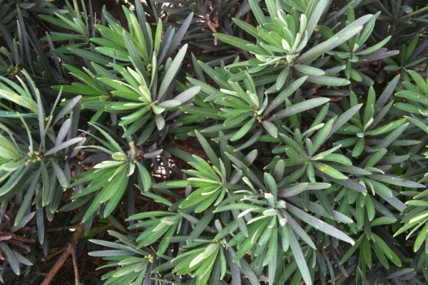 如何鑒別羅漢松的品種，短葉羅漢松較為常見