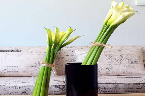 馬蹄蓮插花瓶能養(yǎng)多久，養(yǎng)護得當可保存半個月以上