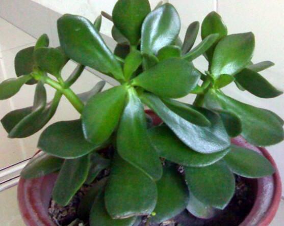 盆栽燕子掌的養(yǎng)殖方法，教你八大基本方法可生長(zhǎng)的青翠碧綠