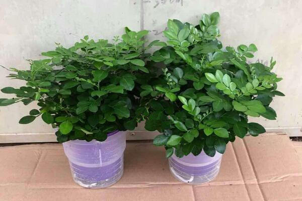 水培九里香的養(yǎng)殖方法，九里香水培養(yǎng)殖5大要點(diǎn)