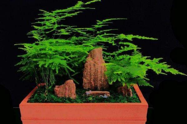 文竹為什么要用茶水澆，有利于它的生長但要注意用法