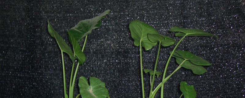 如何讓滴水觀音發(fā)側(cè)芽