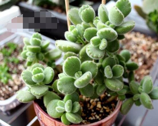 熊童子扦插技巧，五個簡單小步驟一學(xué)就會