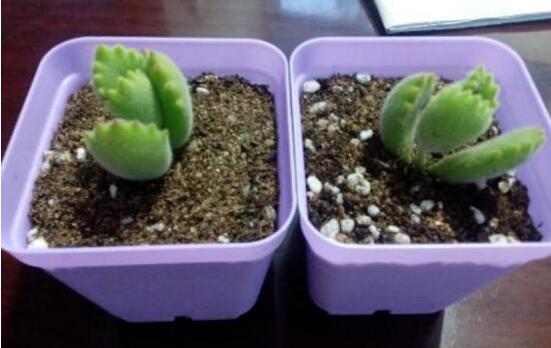 熊童子扦插技巧，五個(gè)簡(jiǎn)單小步驟一學(xué)就會(huì)