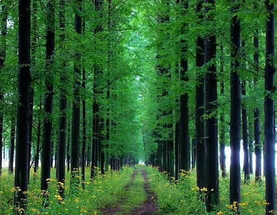 水杉與紅豆杉的區(qū)別，教你三種區(qū)別方法(葉子/果子/習(xí)性)