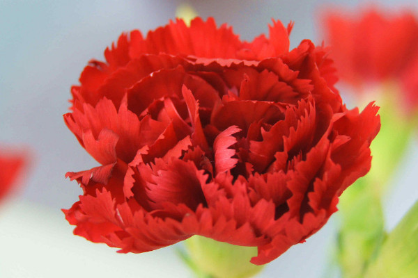 康乃馨小苗什么時(shí)候移栽