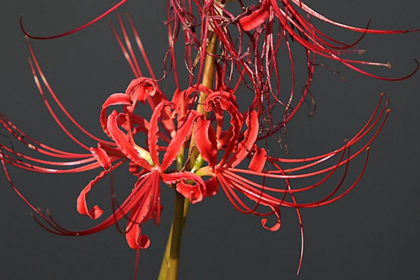 彼岸花什么時(shí)候換盆