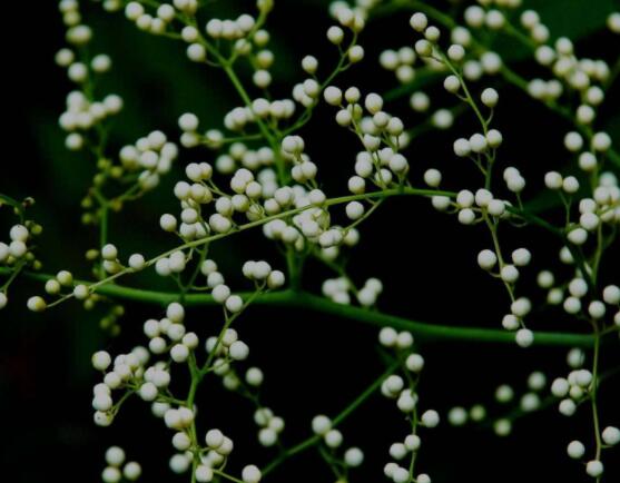 六月雪養(yǎng)殖技術(shù)，老農(nóng)總結(jié)六點(diǎn)必要養(yǎng)護(hù)方法(枝葉翠綠)