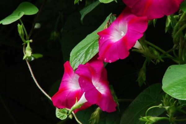 牽?；槭裁粗形绮荒軡菜? src="/nongchan/d/file/20201223/e3dsflonkz3.jpg" / data-EZJb="3kHMS2"></p>
<p data-wX51="0Dn64n">
	不能在中午的時(shí)候給牽?；菜?，是因?yàn)橹形绲臏囟缺容^高，此時(shí)土壤的溫度也很高，如果澆水的話，土壤就會(huì)過(guò)于濕熱，這樣容易導(dǎo)致它的根系被灼傷，所以我們一般最好在早晚的時(shí)候?yàn)槠錆菜?/p>
<p data-S3IC="X2SUn4">
	<strong data-CScK="belAkL">2、澆水方法</strong></p>
<p data-uamI="8XAngy">
	<img alt=