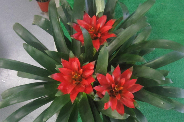 鴻運(yùn)當(dāng)頭那個(gè)紅色是花還是葉