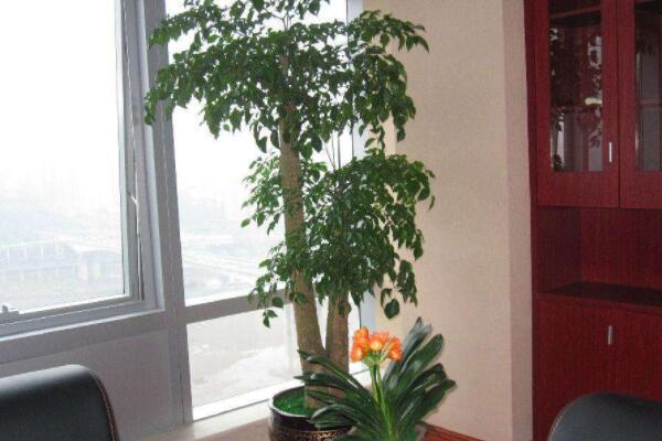 幸福樹(shù)可以扦插繁殖嗎