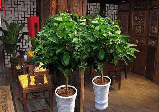 平安樹怎么養(yǎng)才茂盛，平安樹的養(yǎng)殖方法